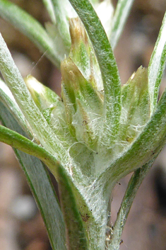 Narrow-leaved Cudweed