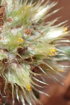 Broad-leaved Cudweed