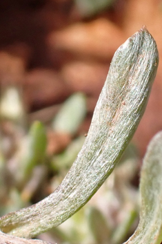 Broad-leaved Cudweed