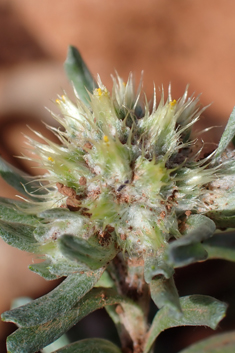 Broad-leaved Cudweed