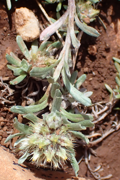 Broad-leaved Cudweed