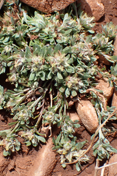 Broad-leaved Cudweed