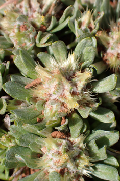 Broad-leaved Cudweed