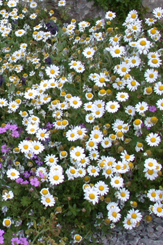 Chios Chamomile