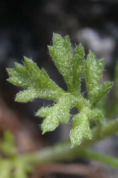 Chios Chamomile