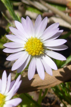 Annual Daisy