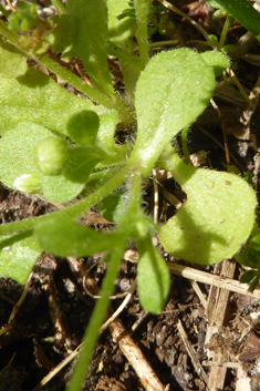 Annual Daisy