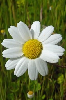 Chios Chamomile