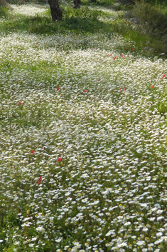 Chios Chamomile