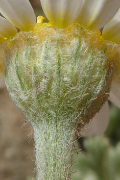 Woolly Chamomile