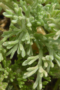 Woolly Chamomile