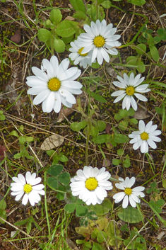 Annual Daisy