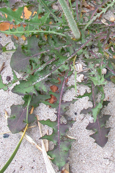 Common Skeletonweed