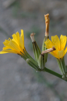 Common Skeletonweed