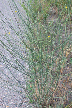 Common Skeletonweed