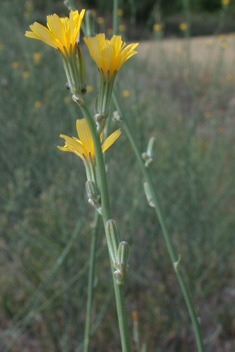 Common Skeletonweed