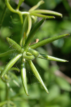 Star Hawkbit