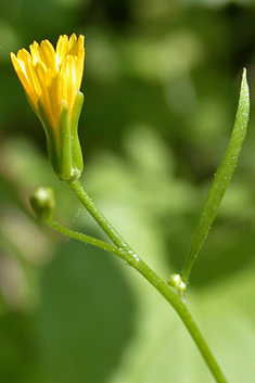 Star Hawkbit