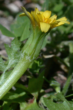 Annual Hyoseris