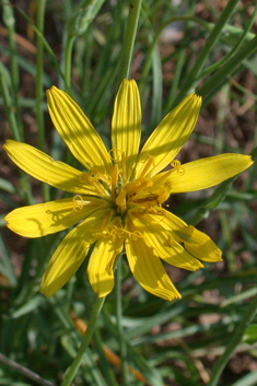 Crocus-leaved Viper’s-grass