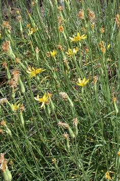 Crocus-leaved Viper’s-grass