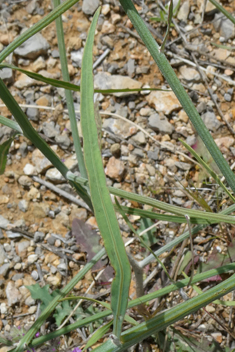 Common Skeletonweed