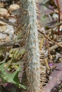 Common Skeletonweed