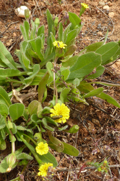 Scaly Hawkbit