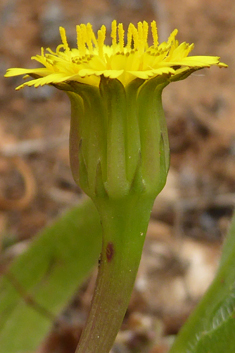 Scaly Hawkbit