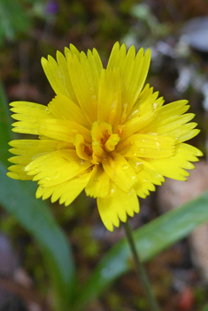 Scaly Hawkbit