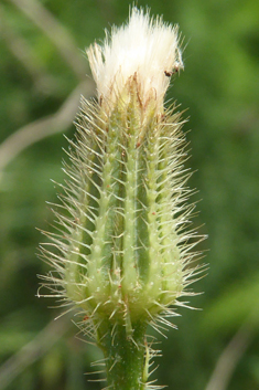 Mediterranean Cat's-ear