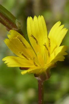 Star Hawkbit