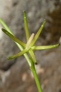 Star Hawkbit