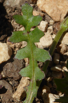 Annual Hyoseris