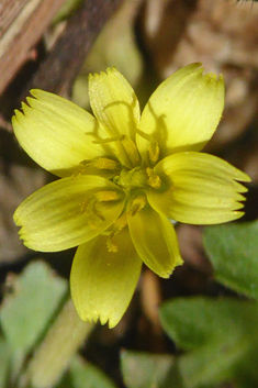 Annual Hyoseris