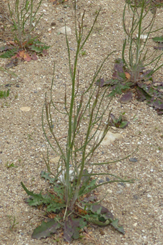 Common Skeletonweed