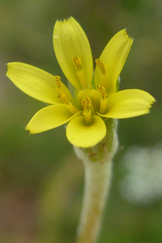 Annual Hyoseris