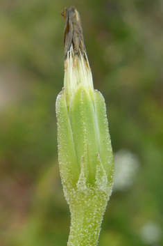 Annual Hyoseris