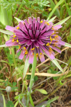 Salsify