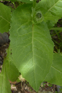 Prickly Goldenfleece