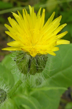 Prickly Goldenfleece