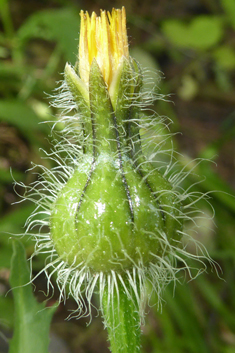 Prickly Goldenfleece