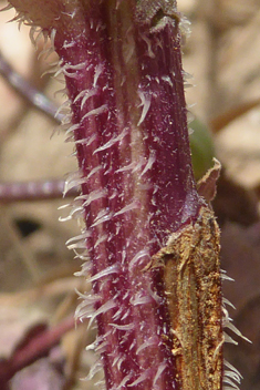 Prickly Goldenfleece