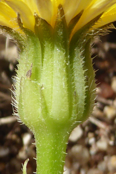 Scaly Hawkbit