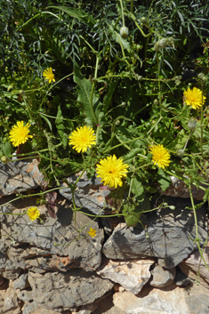 Crepis dioscoridis