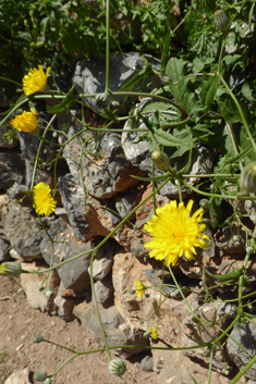 Crepis dioscoridis