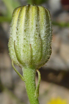 Crepis dioscoridis