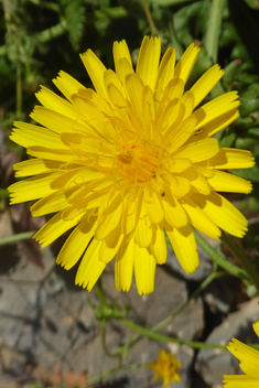 Crepis dioscoridis