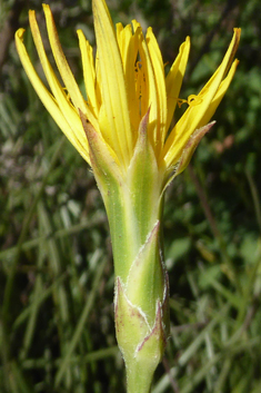 Crocus-leaved Viper’s-grass