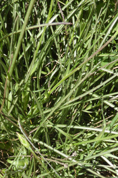 Crocus-leaved Viper’s-grass